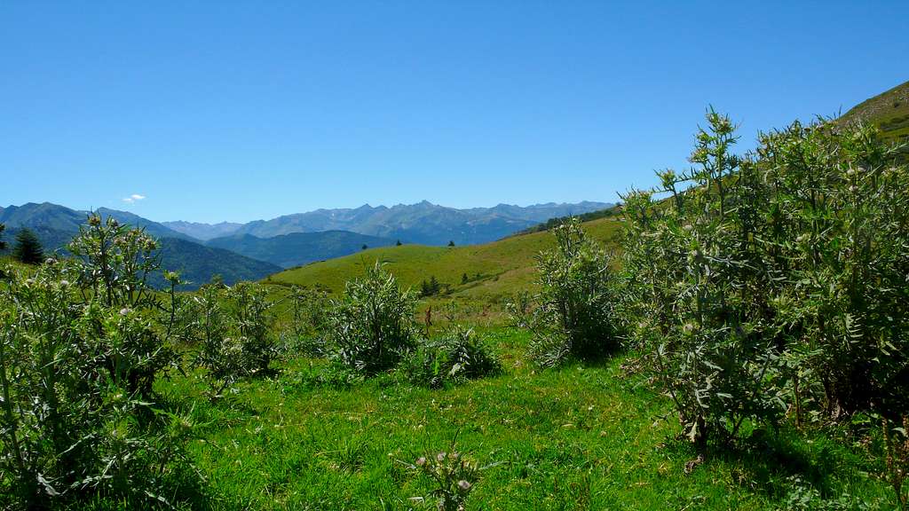 Col du Pradel: thistles in the Ariège Pyrenees