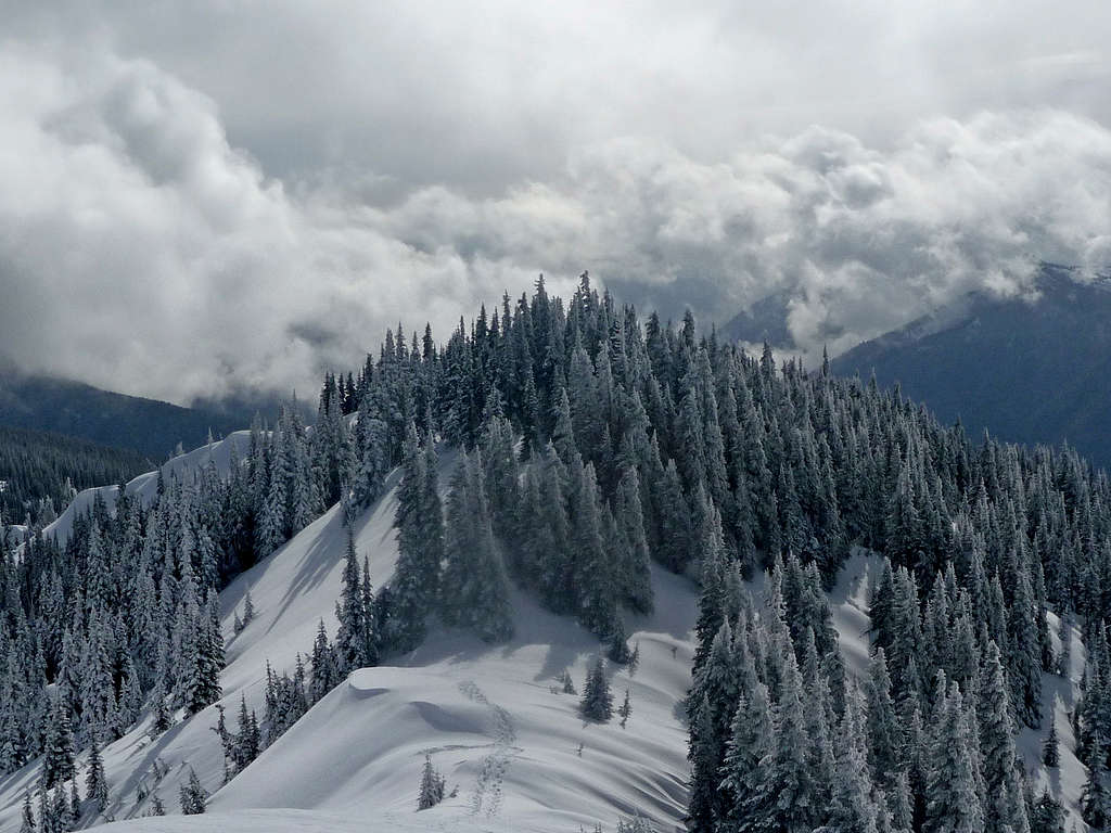 Trees above the Clouds