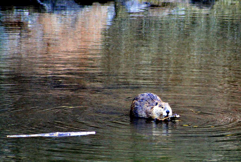 Beaver in Beaver River