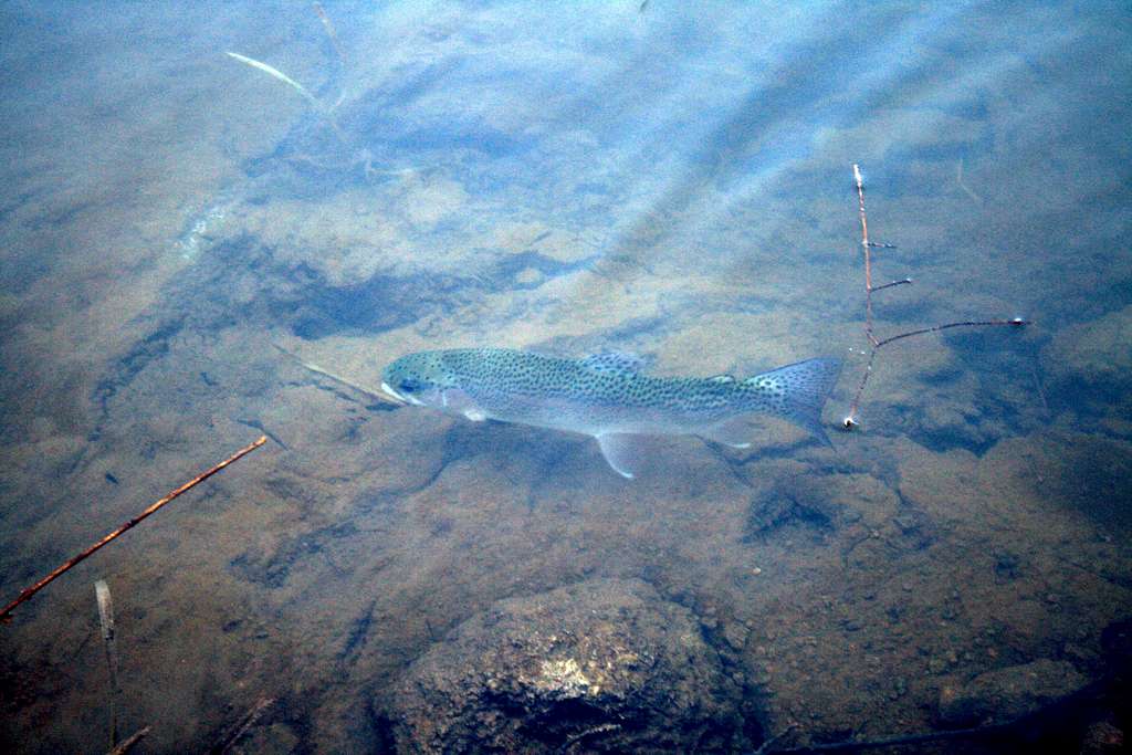 Rainbow Trout