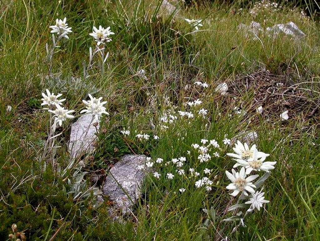 The alpine edelweiss are rare...