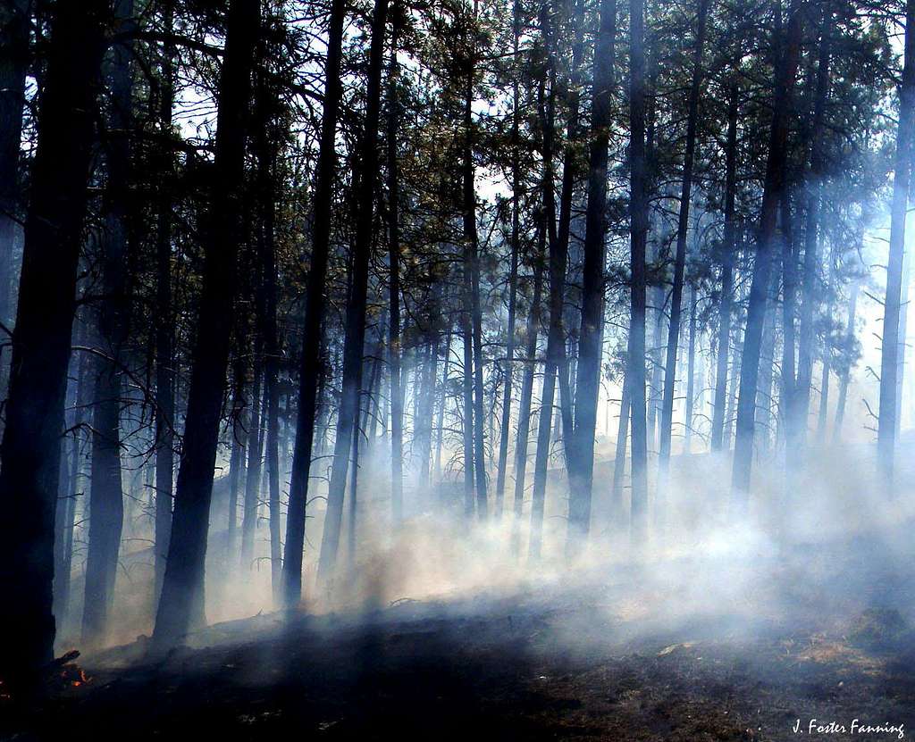 Smoke in Pine Forest