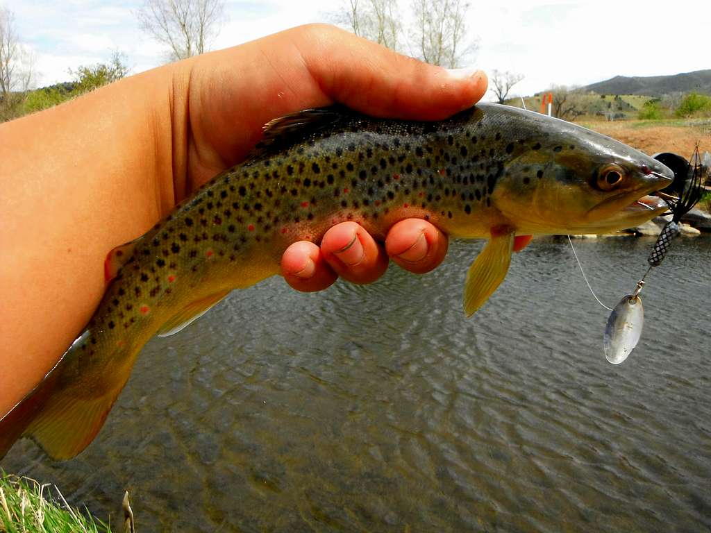 Weber Brown Trout