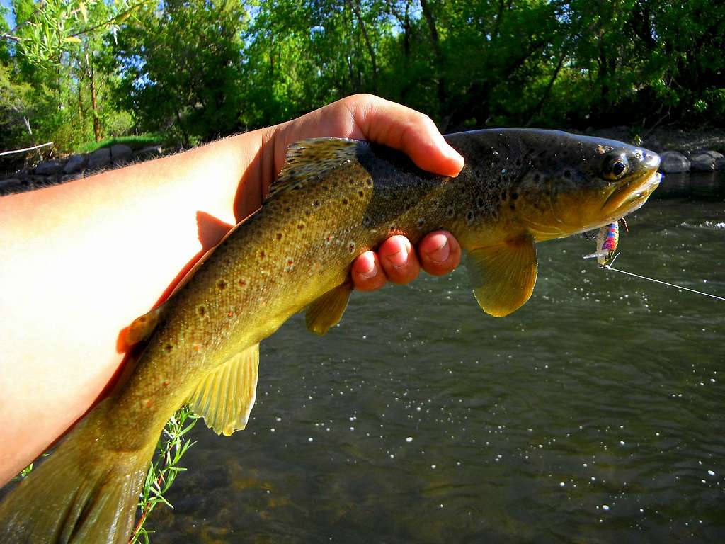 Brown Trout