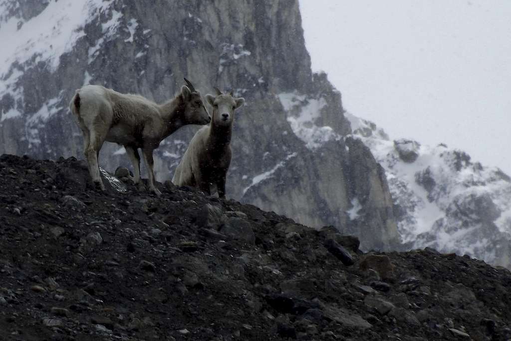 Mountain Goats near the Athabasca