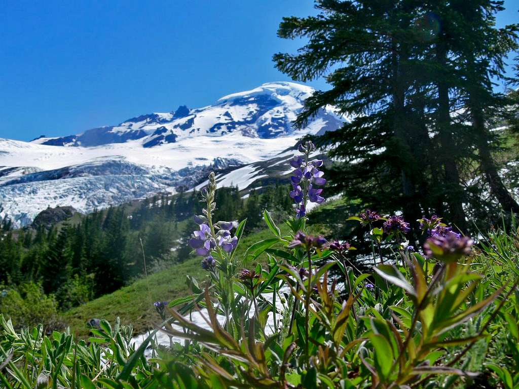 Mount Baker with Lupine Flowers