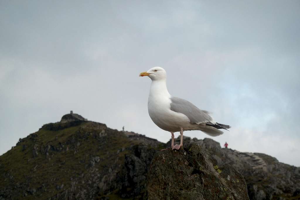 Standing guard over the summit