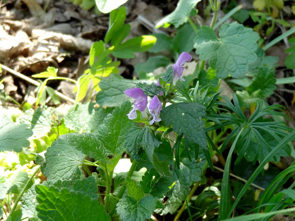 Flowers in the Thayatal