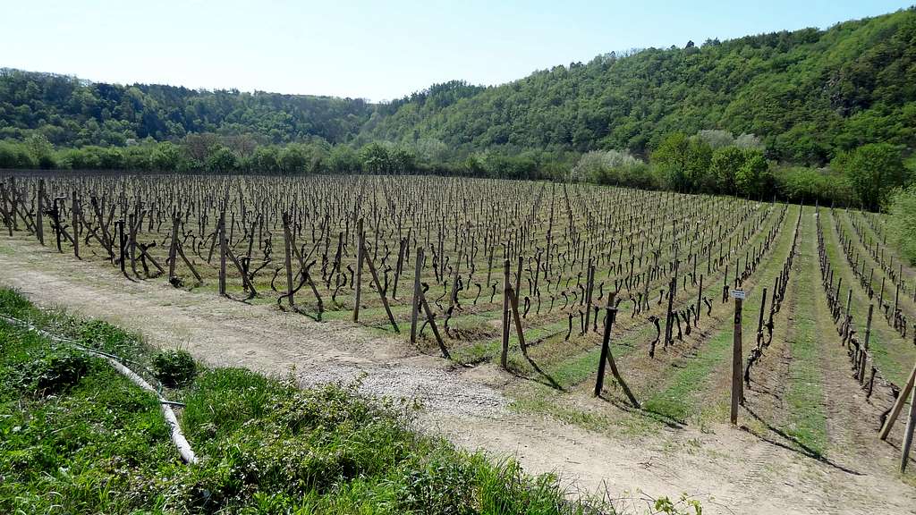 Šobes wineyards, over the Dyje gorges