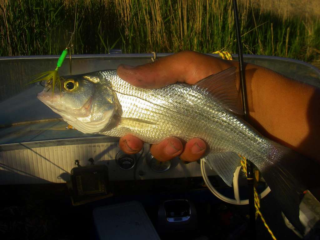 White Bass