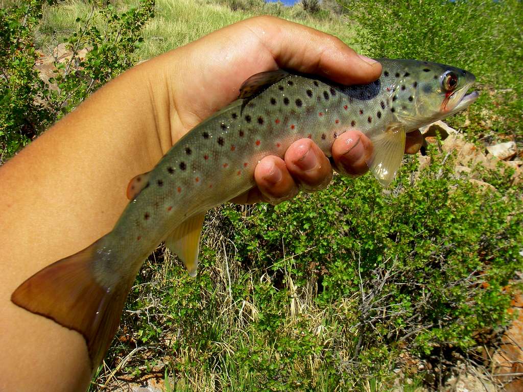 Brown Trout