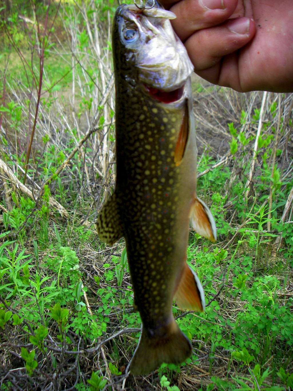 Brook Trout in Big Cottonwood