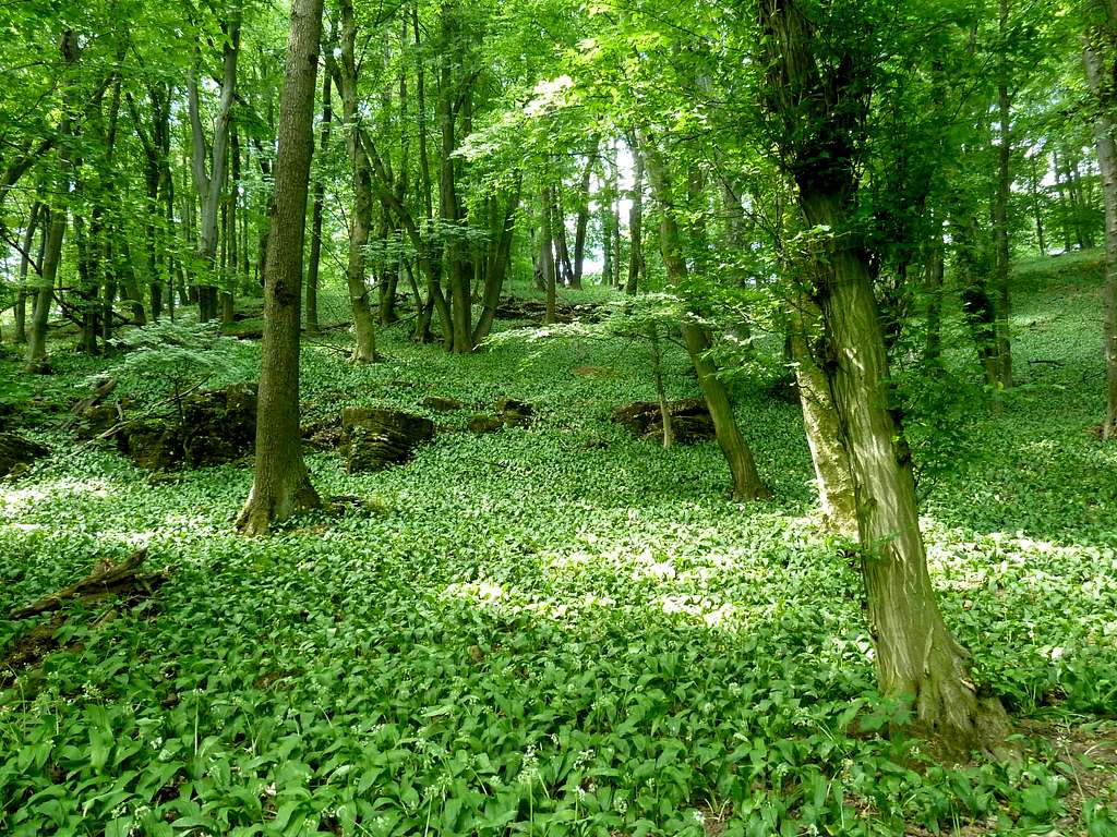 Forrest scenery with ramsons