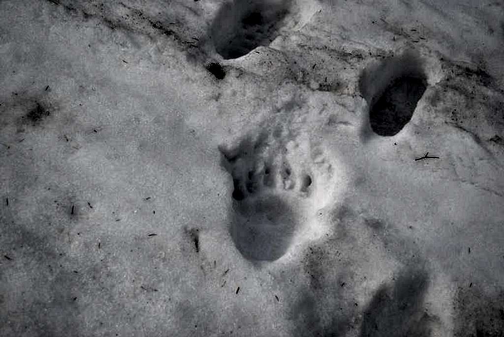 bears footprints....