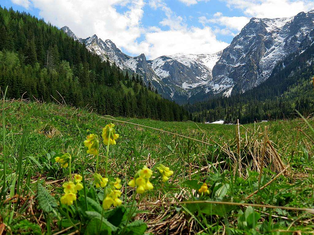 Primroses in Valley of Little Meadow