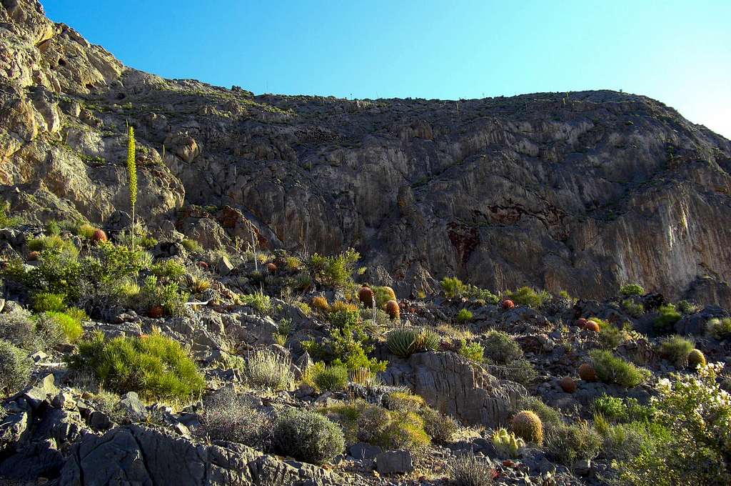 Moapa Peak Cactus Gardens.