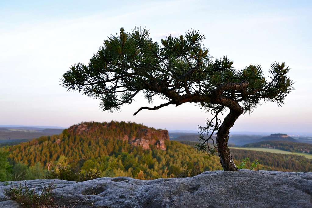 Brave little pine tree on Papststein in the early morning