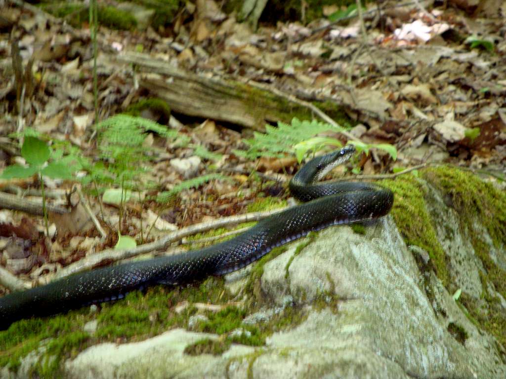 snake encounter on trail up Backbone Mountain