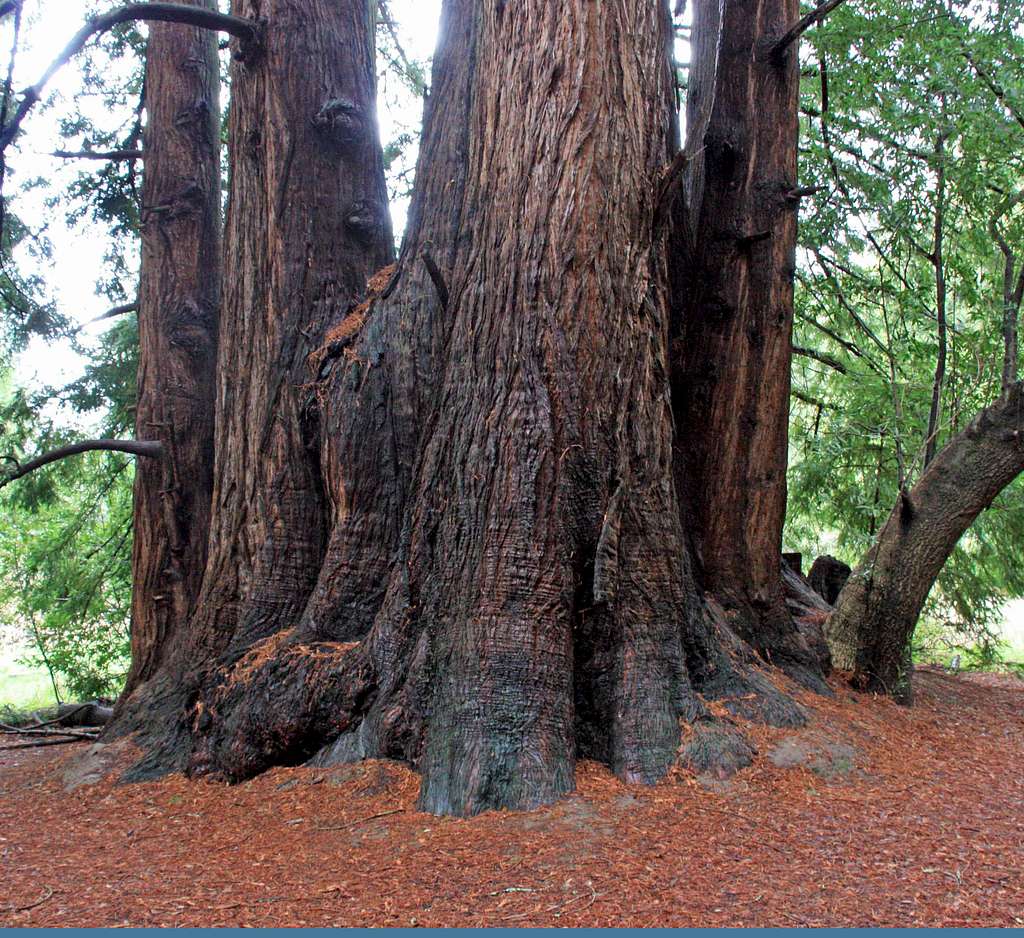Redwood massif, Roy's Redwoods