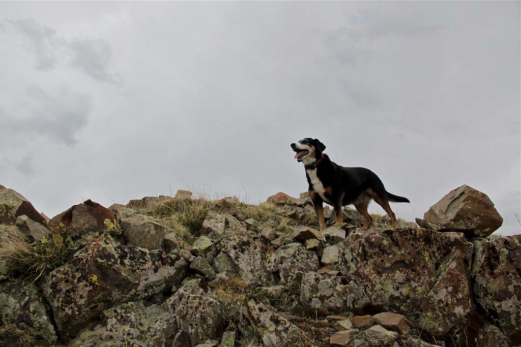 Duchess topping the summit ridge