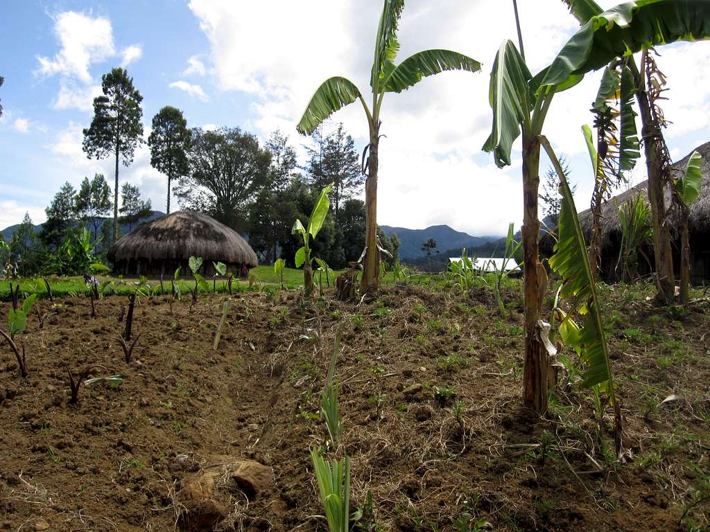 Papua Agriculture