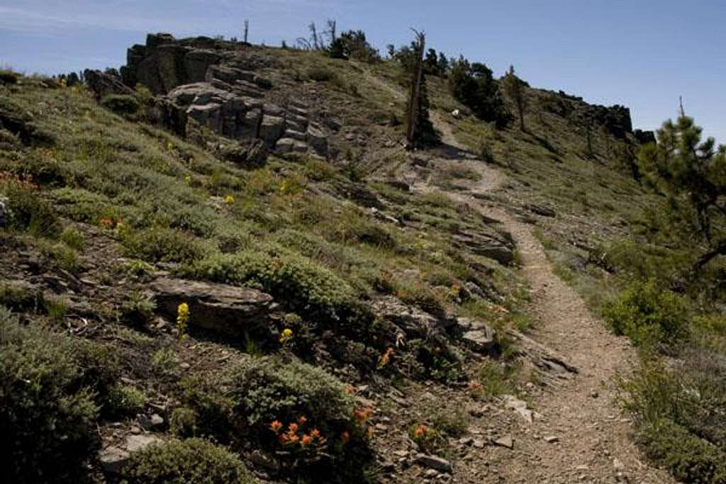 Trail up to Ellis Peak summit