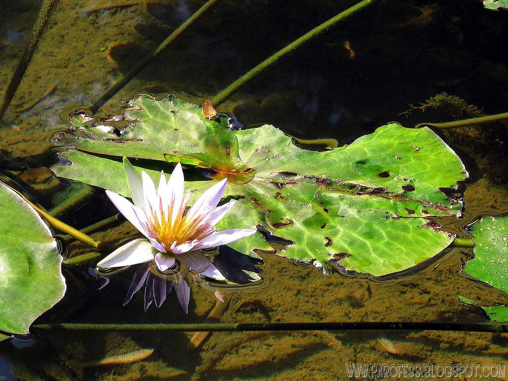 <b><i>Nymphaea Rubra</b></i>. Gorgeous water flower.
