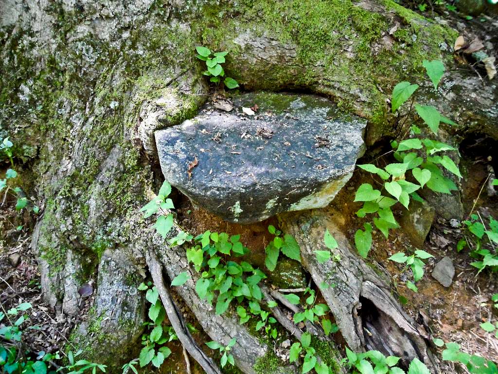 Strange Tree-Rock Formation
