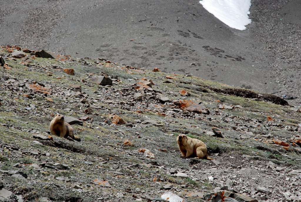 Marmots, on the way