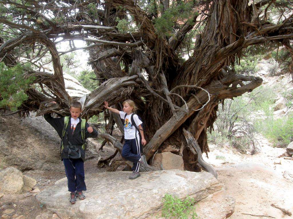 Giant juniper