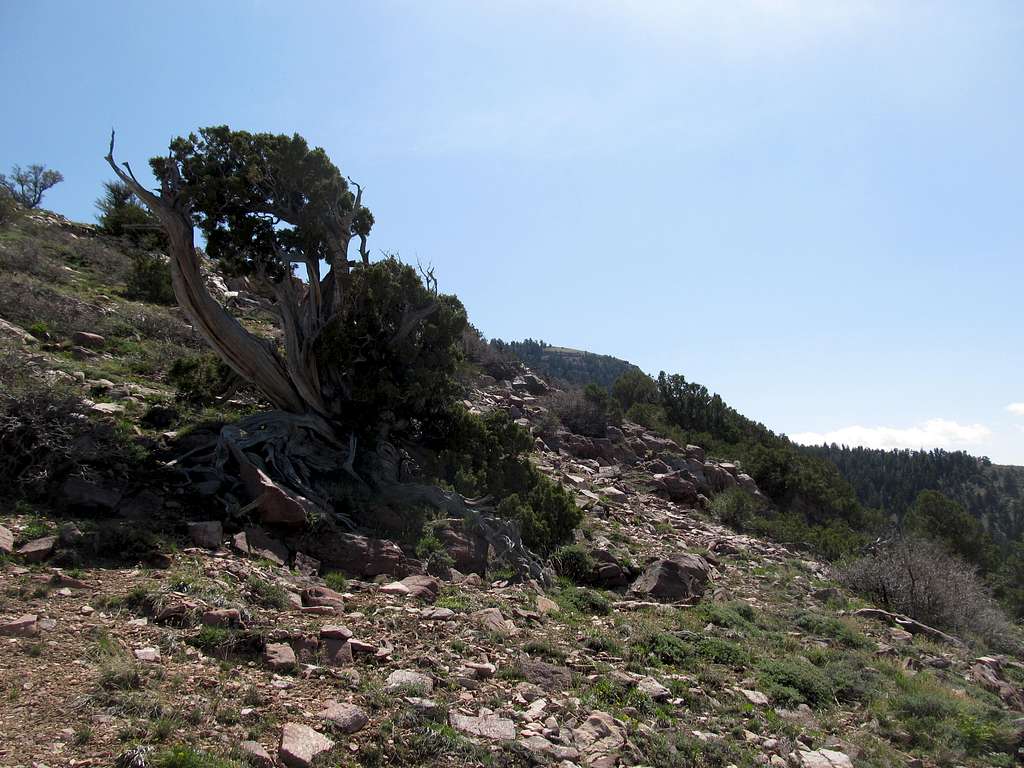 Pine along West Ridge