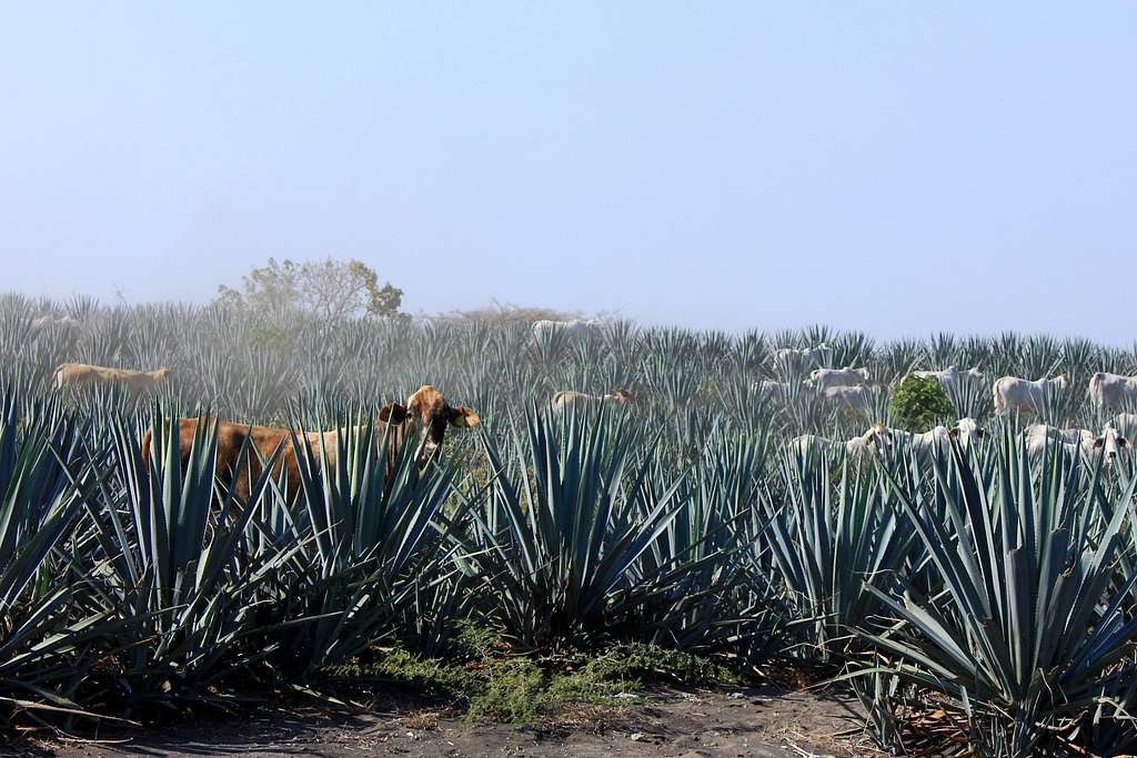 Cows in an agave field on the slopes of Ceboruco.