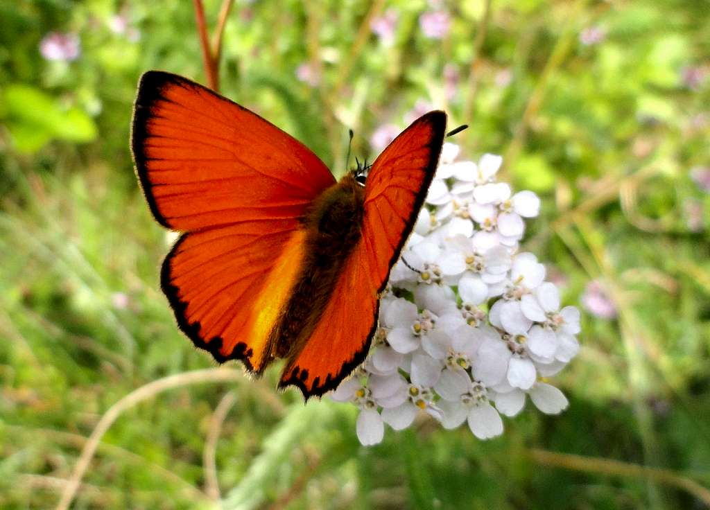 Large Copper Butterfly