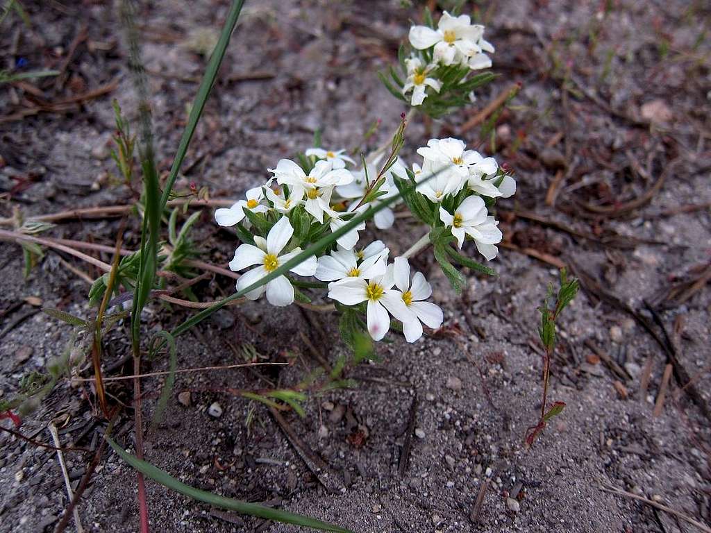 Granite Gilia