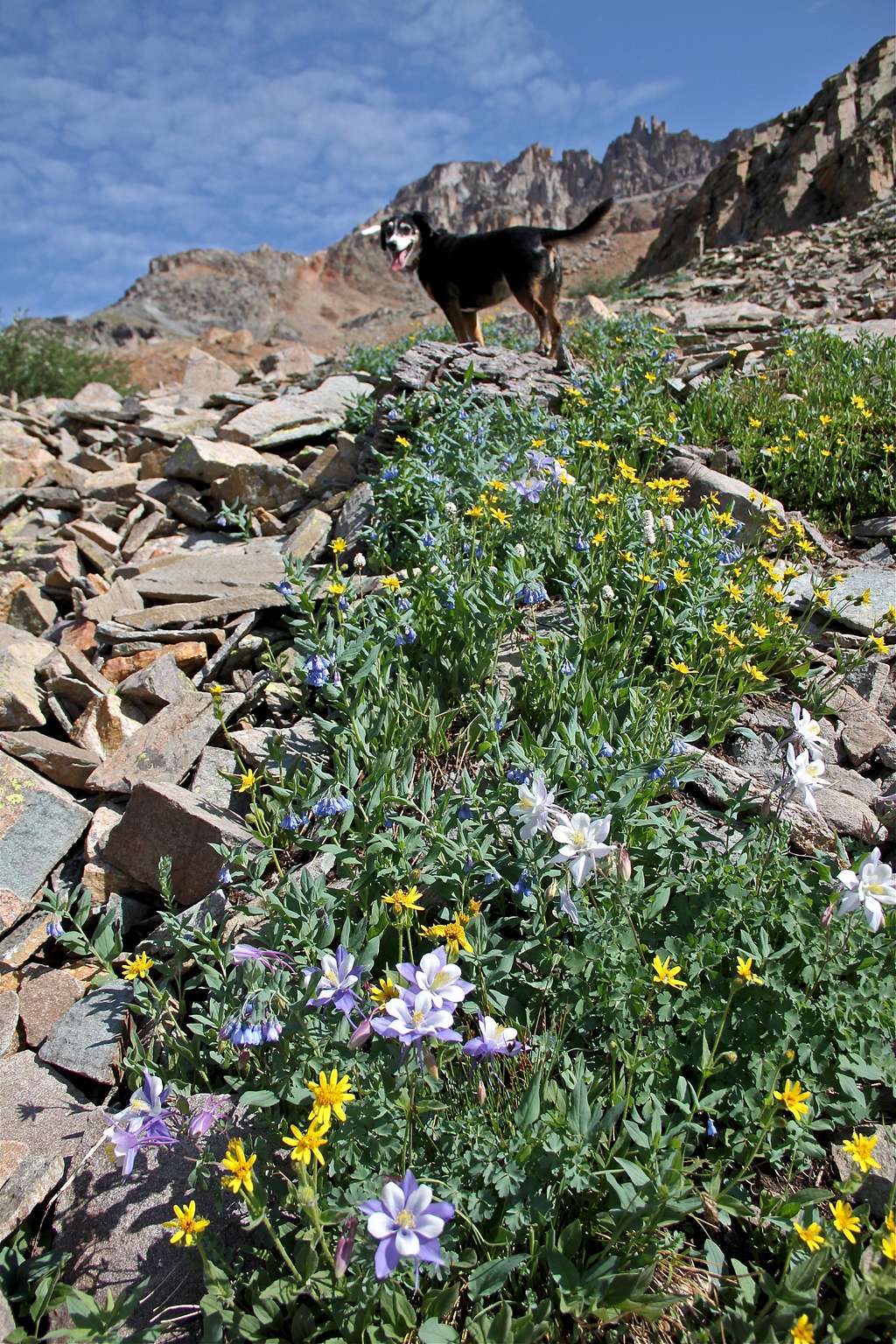 Wildflowers