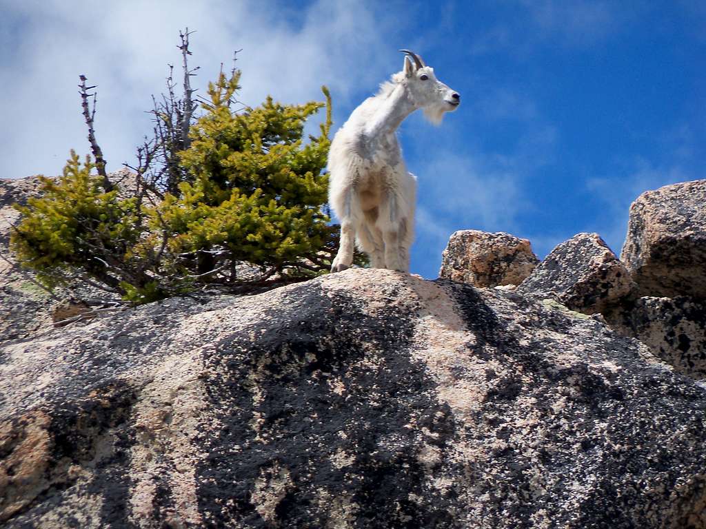 Goat on summit!!!