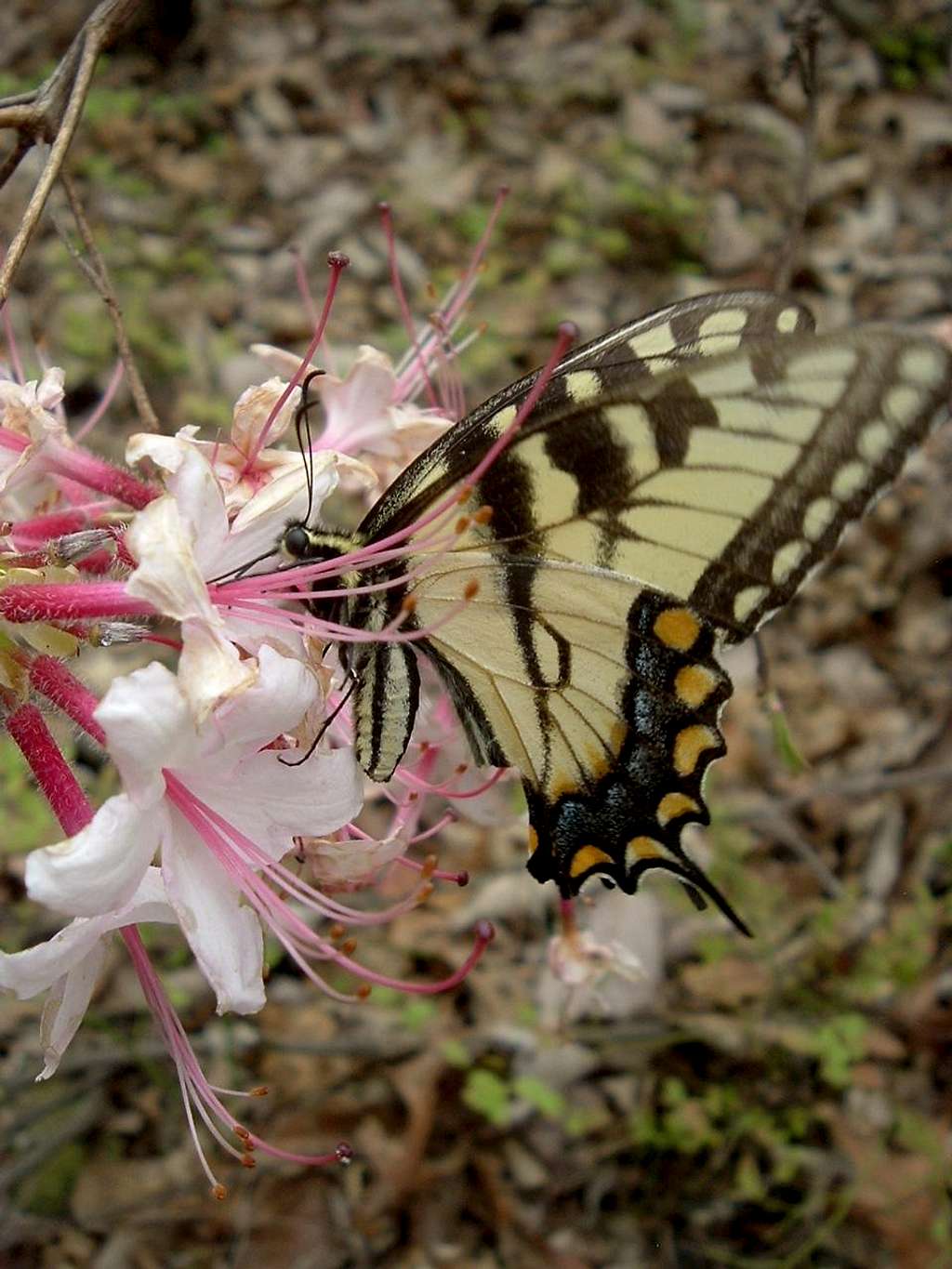 Butterfly on Wildflower Trail