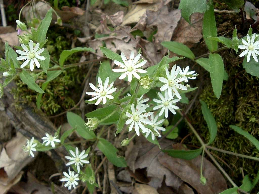 White Flowers on Wildflower Trail