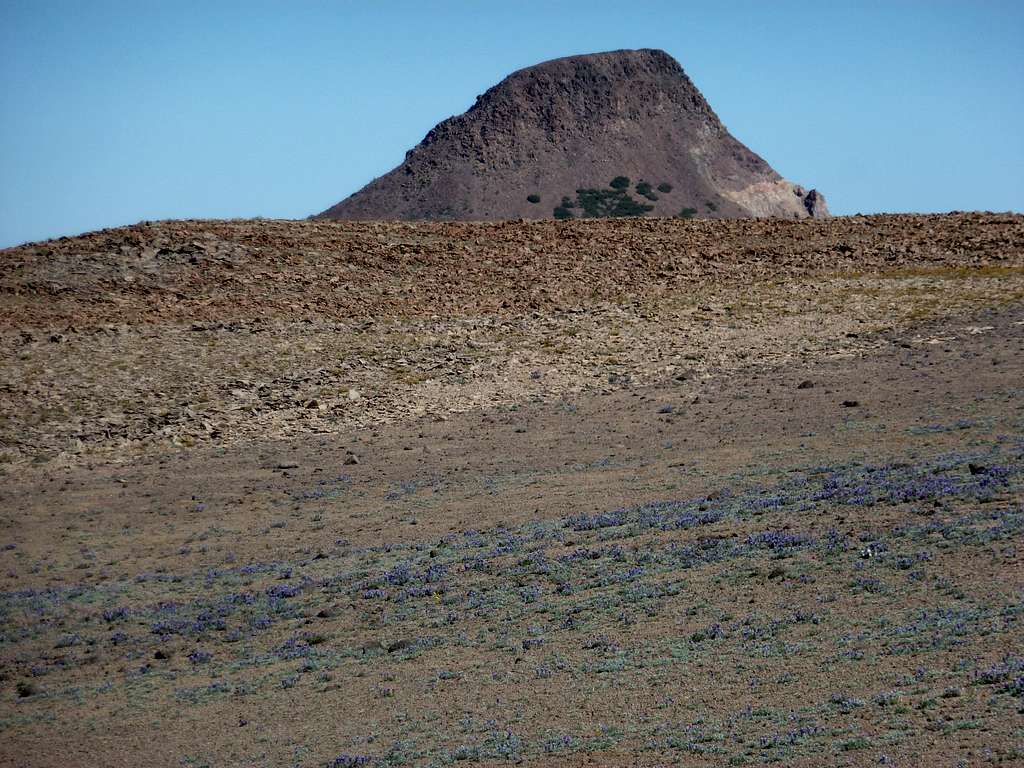 Stanislaus Peak 11,233' seen from the flowery meadow below Sonora Peak