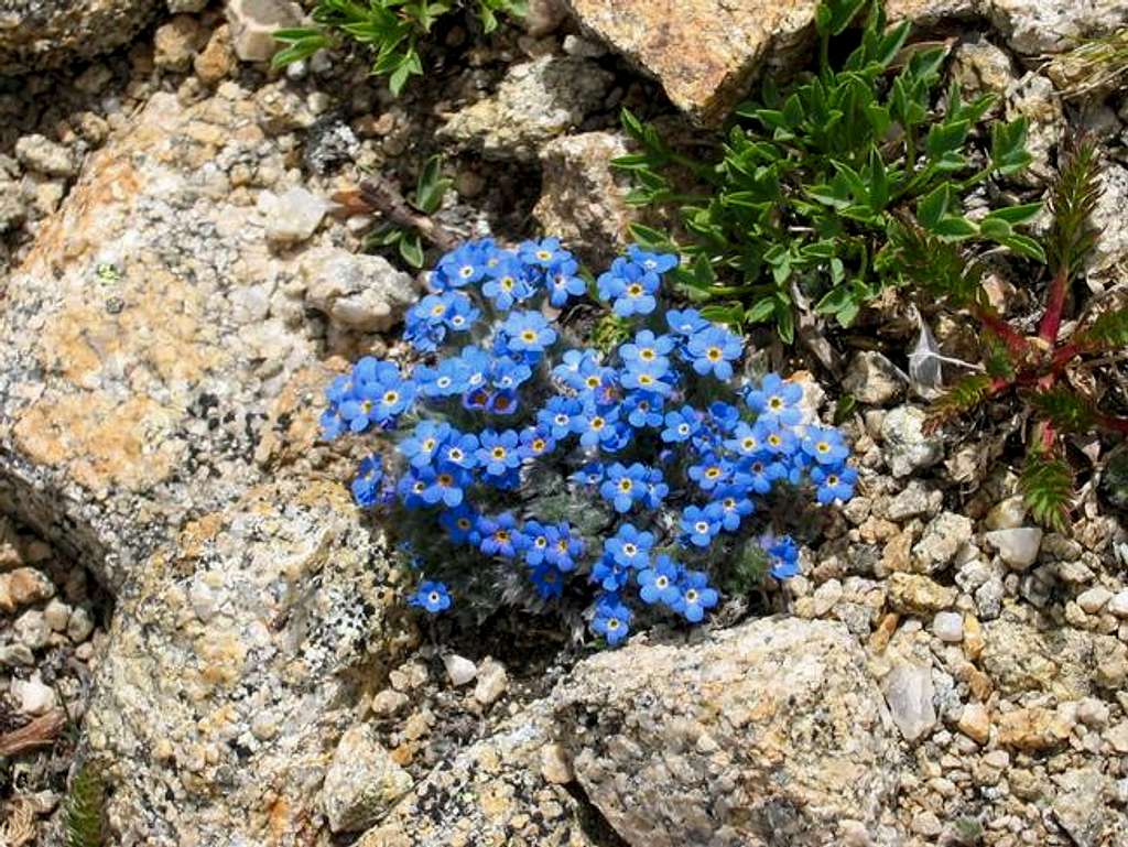  Alpine Forget-Me-Not on the...