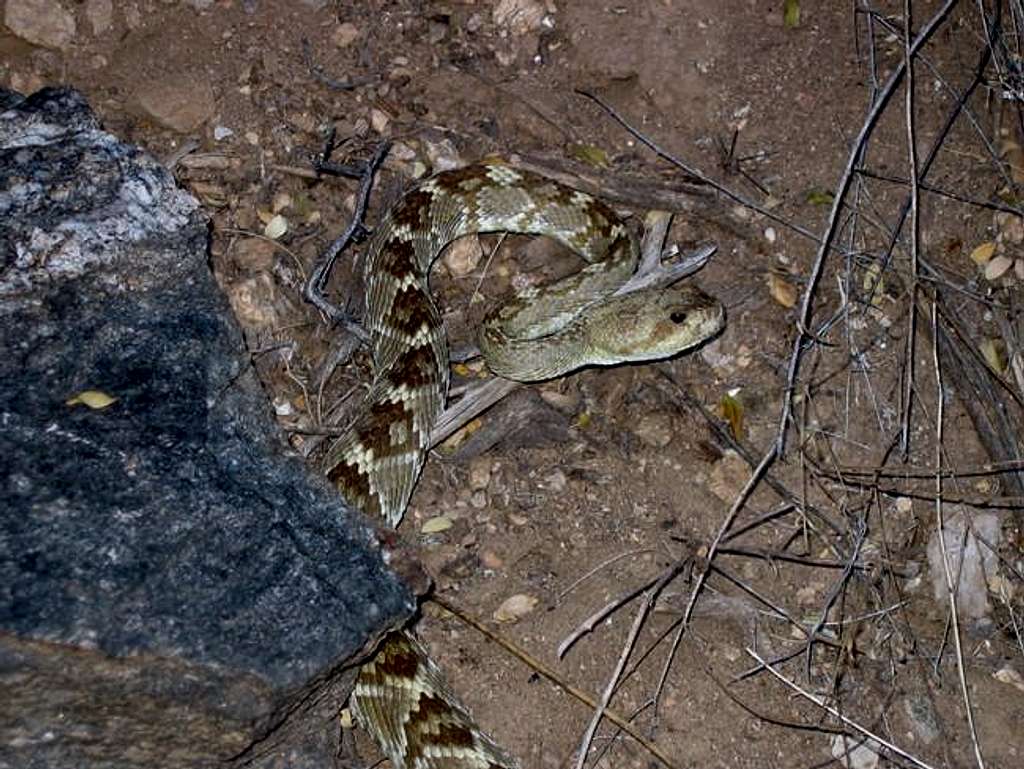 Rattlesnake in the canyon