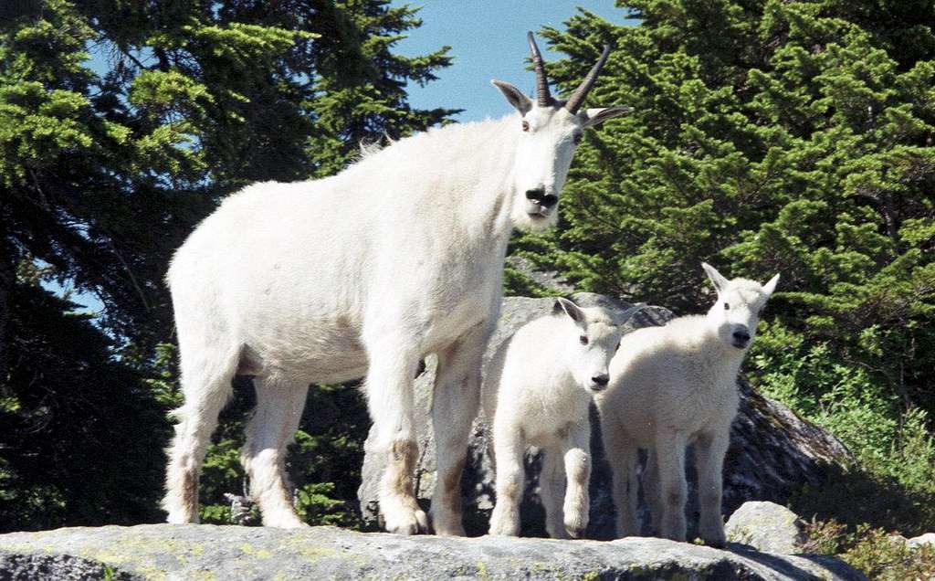 Mountain goats near the Eagle's Nest on Mt. Pilchuck