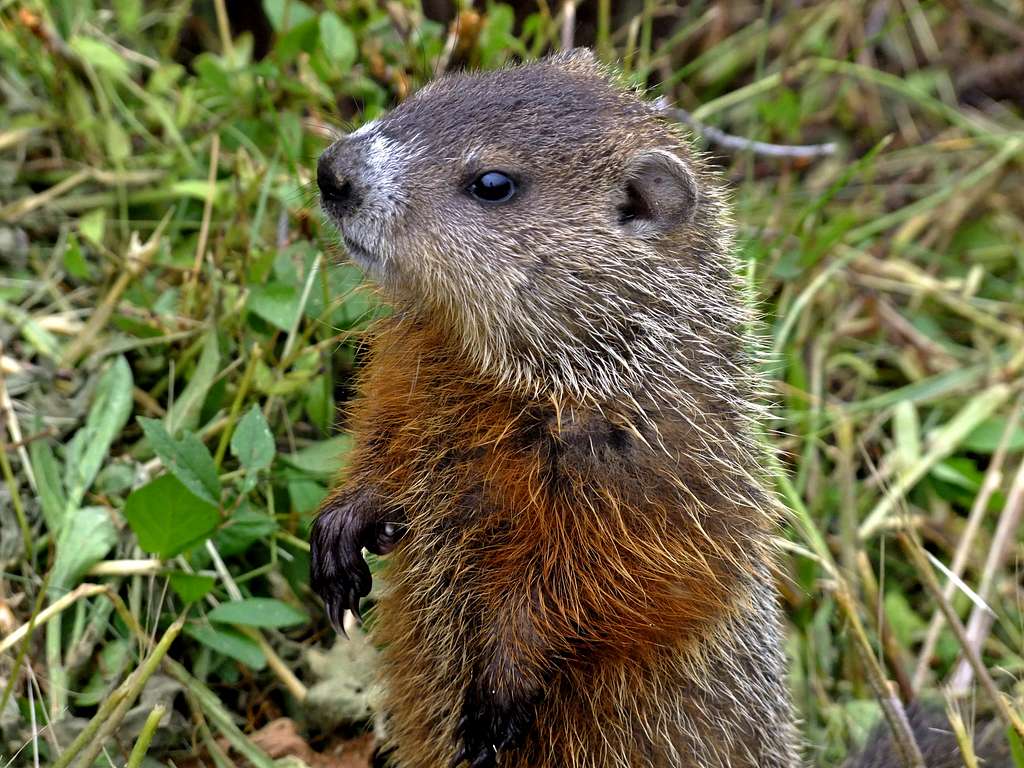 Groundhog at L'anse Blanchette