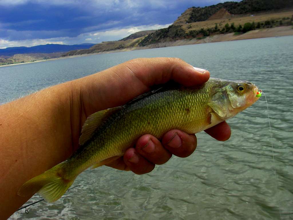 Yellow Perch