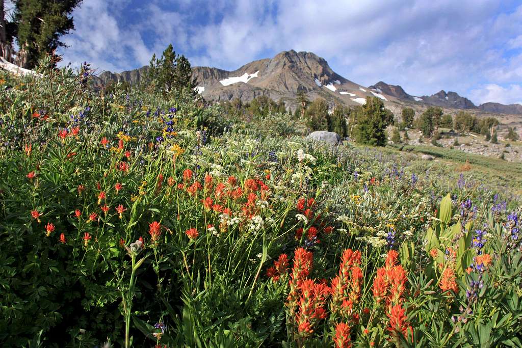 Indian Paintbrush and Round Top
