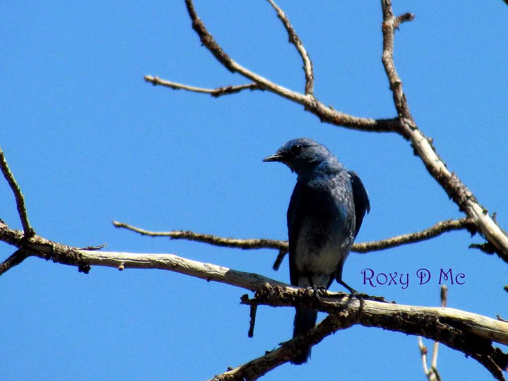 Mr. Bluebird 