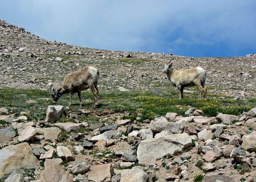 Mt. Evans mountain goats
