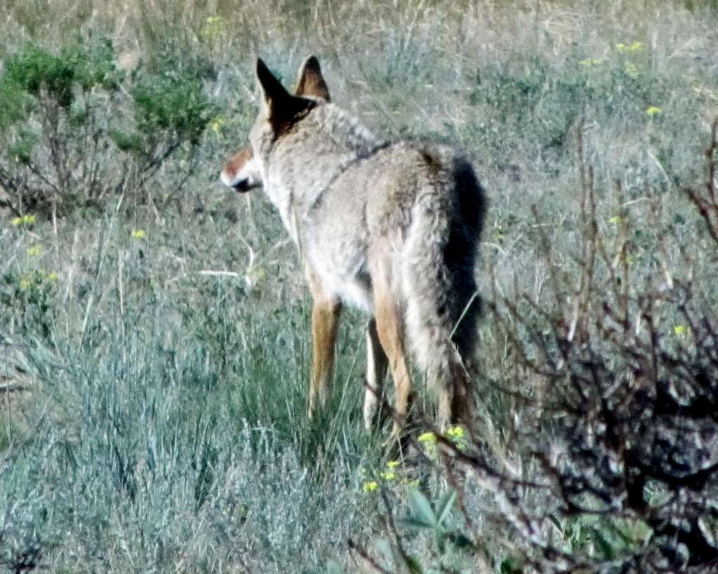 Rocky Mountain coyote