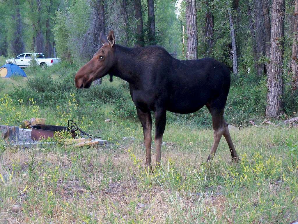 Moose in Campground