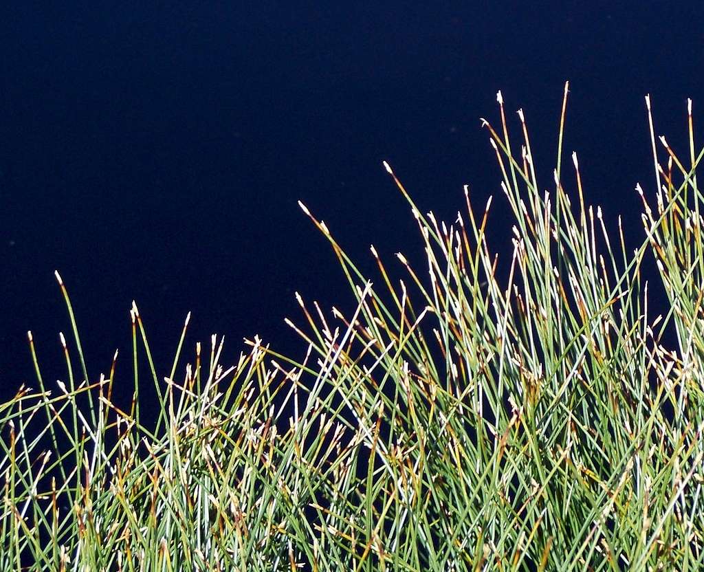 Water / Grass